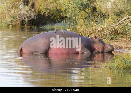 Oiseaux les pics boeufs aident l'hippopotame en éliminant les parasites comme les tiques, dans le parc national Kruger, Afrique du Sud Banque D'Images