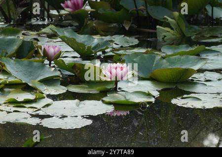 Fleurs d'eau multiples et nénuphars Banque D'Images
