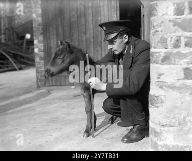 GAGNANT PAR POUCES 1 mai 1950 Winsome Baby au zoo de Londres est Dawn, poulain né (à l'aube) de Mary, le poney Shetland. Le gardien-chef Robinson vérifie les progrès du nourrisson de cinq jours. La règle montre que le bébé mesure deux pieds. Banque D'Images