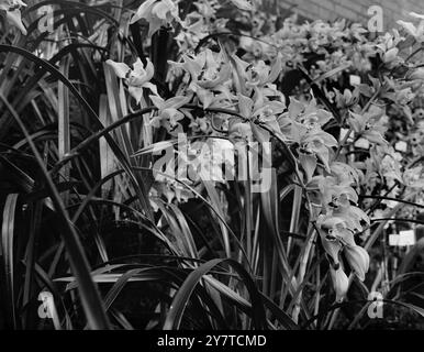 NOTTINGHAM ENVOIE LA BEAUTÉ À LONDRES Cymbidium Orchids , font partie de l'exposition spéciale par le Comité des parcs de Nottingham au Royal Horticulural Show à Vincent Square , Westminster , Londres . 21 mars 1950 Banque D'Images