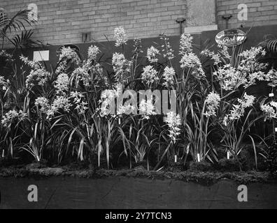 NOTTINGHAM ENVOIE DE LA BEAUTÉ À LONDRES Cymbidium Orchids , cultivés par le comité des parcs de Nottingham, et exposés au Royal Horticultural Show à Vincent Square, Westminster, Londres. 21 mars 1950 Banque D'Images