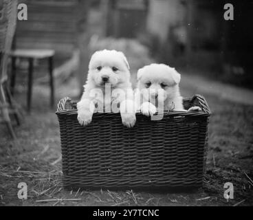 NEAT FIT S'adaptant parfaitement dans ce panier sont des chiots Samoyed de six semaines appartenant à Mme J. Aldis de Kingsbury, Middlesex. 22 mars 1950 Banque D'Images
