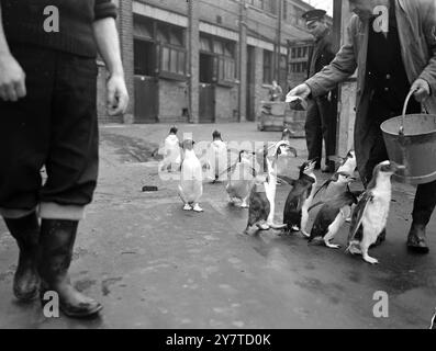 PARADE DES PINGOUINS C'est une file d'attente de poissons ordonnée au zoo de Londres car ces nouveaux arrivants pingouins ont leur premier repas en public après être venus de quarantaine, aujourd'hui. Les manchots, dont deux macaronis, sept anneaux et cinq gentoo, ont été présentés au zoo par l'enquête sur la dépendance de l'île des Malouines. 15 mars 1950 Banque D'Images