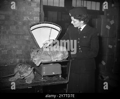 LES JUMEAUX LION PÈSENT POUR UN GRAND VOL Twin Lion Cubs, Cherry et Pamela, âgés de six semaines, ont quitté l'aéroport de Londres dans un Stratocruiser B.O.A.C. pour Montréal, Canada. Ils sont envoyés par le directeur du zoo de Barry Island, Glamorgan - où ils sont nés - au zoo de Calgary (Alberta). L'IMAGE MONTRE:- Cherry et Pamela étant pesées par une hôtesse B.O.A.C. Faith Sisman de Bayswater, Londres, qui est responsable de leurs soins pendant la traversée, à l'aéroport de Londres. 5 novembre 1950 Banque D'Images