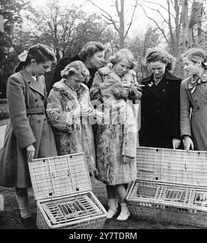 NOUVELLES PHOTOS DE LA FAMILLE ROYALE NÉERLANDAISE ces photos de la famille royale néerlandaise - un heureux mélange de formel et informel - ont été faites dans le cadre de la visite à Londres par la reine Guiliana des pays-Bas et son épouse, le prince Bernard, du 21 au 24 novembre. L'aînée des quatre filles du couple est la princesse Beatrix, qui a presque 13 ans. Ses sœurs sont les princesses Irene, 11 ans, Magritte, 7 ans (née au Canada) et Maria (Marijke), 3 ans. IMAGES MONTRENT:- la reine Guiliana, regardant au-dessus de l'épaule de la princesse Beatrix, partage l'intérêt de ses filles pour les pigeons apportés en cadeau aux SOE Banque D'Images