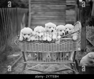 CINQ DANS Un CORRECTIF, il y a un jeune en très bonne santé aspirant au méfait dans les yeux de l'intention de ces cinq chiots Samoyed pedigree, mais ils sont en toute sécurité notre de mal Way est un berceau de bébé jeté. Les chiots de cinq semaines appartiennent à Mme J Alldis de Kingsbury, Middlesex. Banque D'Images