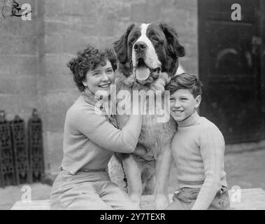 LES TROIS HEUREUX comme ses compagnons, massive St. Bernard Rex DE MARYWOOD semble être de bonne humeur au Cruft's Dog Show, Olympia, Londres. Avec Rex sont son propriétaire, Mlle P.M. WATSON d'Eltham , Londres , S.E. et son frère Tony Watson . Aujourd'hui est le deuxième - et dernier - jour du spectacle. 10 février 1950 Banque D'Images