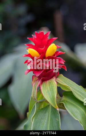 Fleur rouge et jaune de gingembre (Siam Tulip), Thaïlande. Banque D'Images