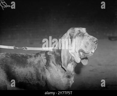 LA PERFORMANCE ÉBLOUISSANTE justifiant son nom aujourd'hui était Dazzle de Reynalton , photographié à l'exposition canine Crufts, Olympia, Londres. Dazzle a remporté quatre premiers prix, a été élue meilleure de sa race et a reçu un certificat de défi du club chenil. C'est un chien de sang appartenant à Mme y . Oldman de Bracknell, Berks. aujourd'hui, c'était le premier jour du spectacle de deux jours - le plus grand spectacle canin au monde. 10 février 1950 Banque D'Images