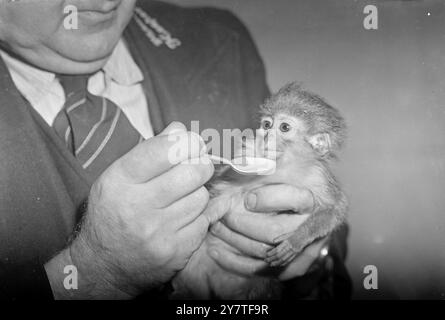 SUE NE SERA PAS ' NOURRIE À LA CUILLÈRE ' . Tous les parents reconnaîtront les lèvres fermement serrées et l'expression ' ' je ne le ferai pas ' adoptée par Sue , le singe Talapoin , qui refuse obstinément les rafraîchissements proposés. Peut-être qu'elle se sent en droit d'un peu caresser car elle est la première de ses spécialités à être vue au zoo de Londres pendant vingt ans, elle a été achetée par un propriétaire privé . Les enfants de Sue habitent l'Afrique tropicale , le Cameroun et le Congo . 10 février 1950 Banque D'Images