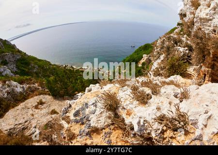 Roccella lichens (Roccella phycopsis) sur une falaise côtière de la Mola avec vue sur l'île (Formentera, Baléares, mer Méditerranée, Espagne) Banque D'Images