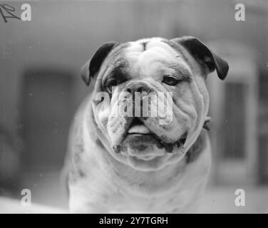 Plus de sept mille chiens FAMILIERS, du Rhodesian Ridgeback au minuscule Chihuahua, ont été inscrits pour être jugés aujourd'hui dans le cadre du salon Ladies' Kennel Association à Olympia, Londres. Cocker spaniels s'est avéré être la race la plus populaire -- comme avant la dernière guerre -- avec 363 entrées. Le spectacle d'aujourd'hui est le plus grand dans les 55 ans d'histoire des associations. L'IMAGE MONTRE:- affichant une expression luisante commune à tous les Bulldogs est perdix Crouch Patrick (propriété de Mrs.S.E.L. Patrick d'Ilford, Essex ) au salon Ladies' Kennel Association à Olympia, Londres, aujourd'hui. 2 novembre 1949 Banque D'Images