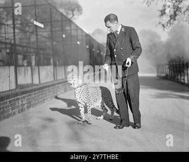 FÉLIN PHAROAH bien nommé est PHAROAH, le guépard du zoo de Londres est sorti pour l'exercice tous les matins sur le collier et le plomb. Il aime exercer sa prérogative royale pour commencer et s'arrêter comme il le souhaite sur cette photo, le gardien en chef James Aldis fait de son mieux pour assurer Pharaon qu'une marche rapide est bonne pour la circulation sanguine ces jours d'automne croustillants. 19 octobre 1949 Banque D'Images