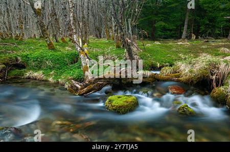 Un ruisseau tranquille serpente à travers un feuillage vert éclatant, avec des pierres lisses et de l'eau douce qui coule visible dans la forêt. Banque D'Images