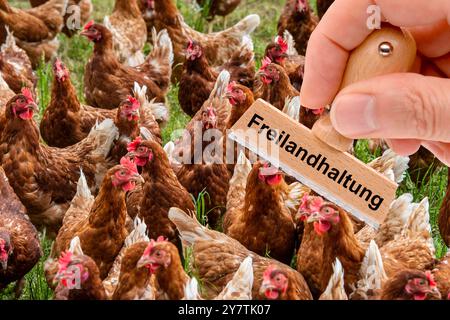 Eine Herde Hühner in Freilandhaltung Ein Stempel beschriftet mit dem Aufdruck : Freilandhaltung über einer Herde Hühner auf einer Wiese - FOTOMONTAGE * Banque D'Images