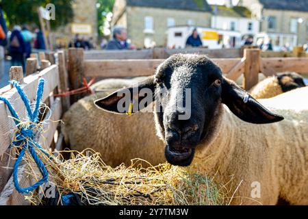 Masham Sheep Fair, Masham, près de Ripon, North Yorkshire, Royaume-Uni Banque D'Images