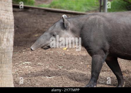 Le tapir de Baird, également connu sous le nom de tapir d'Amérique centrale, est une espèce de tapir Banque D'Images