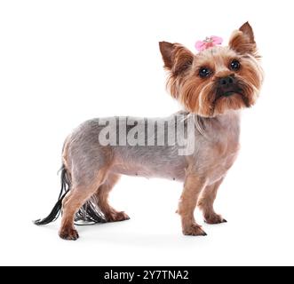 Chien mignon Yorkshire Terrier isolé sur blanc Banque D'Images