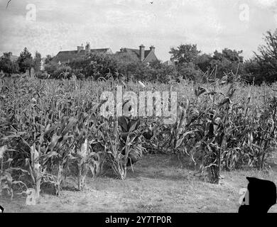 MAÏS SUR LE COB POUR LA GRANDE-BRETAGNE EST LE BUT DE LONDRES DES SCIENTIFIQUES prometteurs sont en cours d'obtention à l'Institut horticole John Innes, Merton, Londres, dans les efforts pour produire une espèce de maïs doux assez robuste pour résister au climat britannique. Le maïs capable de résister au gel y a déjà évolué. Si la recherche est couronnée de succès, il y a toutes les chances que la céréale devienne une culture standard en Grande-Bretagne, et que le maïs sur l'épi soit aussi populaire ici qu'en Amérique. Photos : M. Gordon Haskell, BSC, le scientifique en charge de la recherche sur le maïs sucré examinant les épis sur l'un des instituts Banque D'Images