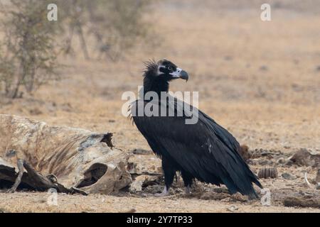 Vautours cinereous (Aegypius monachus), le plus grand vautours de l'ancien monde, à jorbeer, Rajasthan Banque D'Images