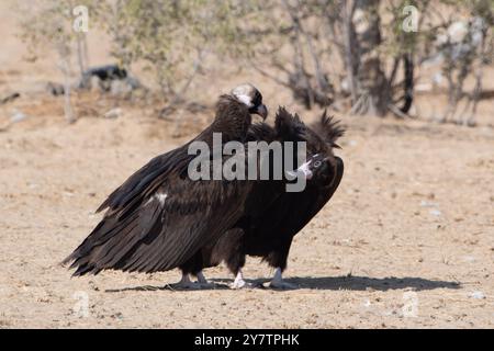 Vautours cinereous (Aegypius monachus), le plus grand vautours de l'ancien monde, à jorbeer, Rajasthan Banque D'Images