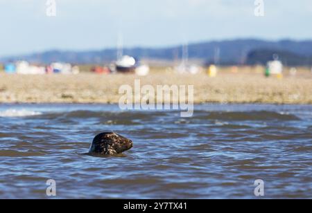 Halichoerus grypus ; Un phoque gris nageant au large de Blakeney Beach, North Norfolk Coast, Norfolk UK. Faune britannique. Banque D'Images