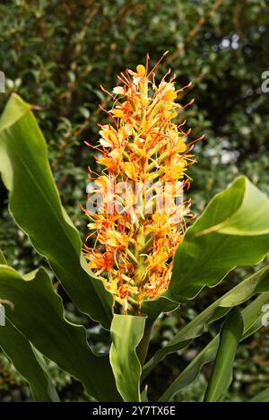 Kahili Ginger, Hedychium gardnerianum, ou le lis de gingembre ; une grande plante ornementale vivace en fleur. Originaire de l'Himalaya Banque D'Images