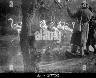 ILS SONT AUSSI « EN FUITE » : deux filles ATS regardant les flamants roses qui étaient également en fuite lorsque la photo a été prise au jardin zoologique de Londres. 29 décembre 1941 Banque D'Images