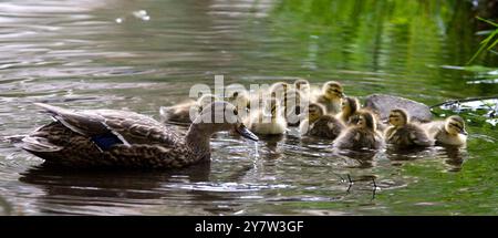 Stanford, CA : Un canard colvert avec son bâtonnet de canetons nagent dans un ruisseau le long de sera Street, à Stanford, Californie, le samedi 2 mai 2009. Banque D'Images