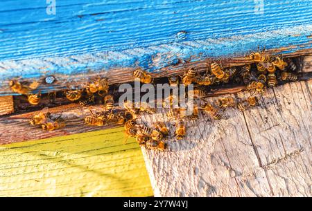 Abeilles à miel rassemblées dans la crevasse d'une vieille ruche en bois. Apiculture, élevage d'insectes mielleux Banque D'Images