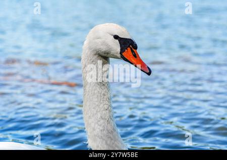 Vue latérale de la tête de cygne blanche sur le lac bleu. Col long courbé, bec orange, oeil noir. Gouttes d'eau Banque D'Images