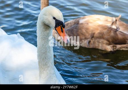 Cygne blanc et gris sur l'eau sombre. L'un d'eux, le cygne gris, nage derrière dans une rivière peu profonde. Banque D'Images