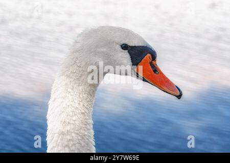 Gros plan de la tête cygne blanche avec cou courbé typique et bec orange. Fond d'eau bleu flou Banque D'Images