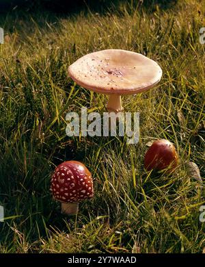 Le champignon agarique à la mouche commun : Amanita muscaria - Amanita muscaria (également connu sous le nom commun de mouche agaric en langue anglaise) est une espèce agarique psychoactive de champignon que l'on trouve couramment dans une grande partie du monde. Le tabouret quintessence, c'est un imposant champignon rouge à taches blanches, l'un des plus reconnaissables et largement rencontrés dans la culture populaire. Bien qu'il soit généralement considéré comme toxique, Amanita muscaria est également célèbre pour ses propriétés hallucinogènes avec son principal composant psychoactif étant le composé muscimol. Le champignon a eu un s religieux Banque D'Images