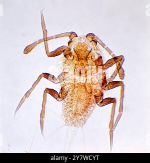 Photomicrographie de coussin Cottony - Scale Insect ' Icerya SP. '. Trouvé sur Orange Blossom x35 Banque D'Images