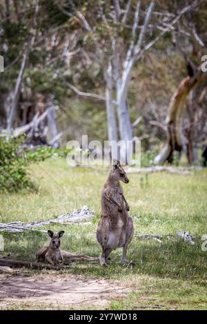 Deux kangourous sont rassemblés paisiblement à l'ombre des arbres près de Bogong Creek, profitant d'une journée ensoleillée. Banque D'Images