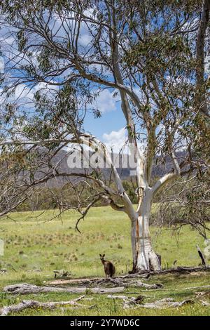 Groop de Kangourous sont rassemblés paisiblement à l'ombre des arbres près de Bogong Creek, profitant d'une journée ensoleillée. Banque D'Images