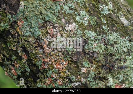 Lichens roses et verts croustillants sur un chêne. Les lichens sur les chênes sont un signe d’air pur, ils sont une relation symbiotique entre champignons et algues. Banque D'Images