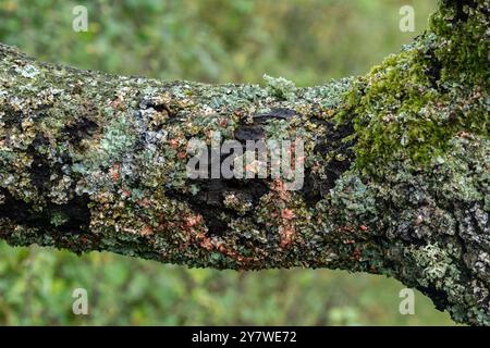 Lichens roses et verts croustillants sur un chêne. Les lichens sur les chênes sont un signe d’air pur, ils sont une relation symbiotique entre champignons et algues. Banque D'Images