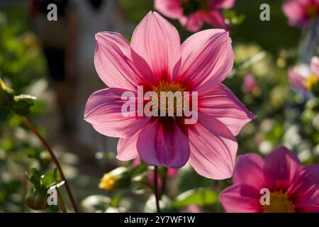 Fleur de Dahlia rose dans la lumière du soleil de l'après-midi Banque D'Images