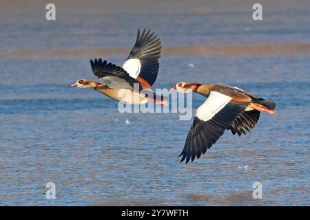 Paire d'oies égyptiennes (Alopochen aegyptiaca) volant au-dessus de l'eau. Banque D'Images