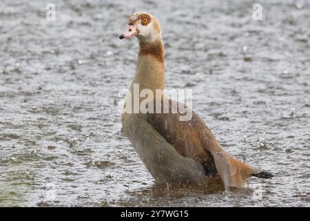 Oie égyptienne (Alopochen aegyptiaca) un jour de pluie. Banque D'Images
