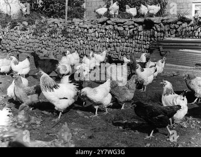 Poulets élevés en liberté errant librement sans dater Banque D'Images