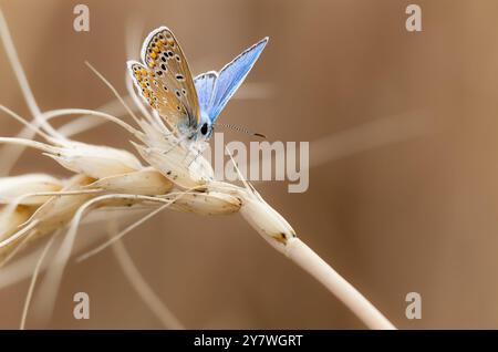 Gros plan d'un papillon bleu reposant sur du blé Banque D'Images