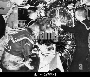 ' Bozo ', le chien de mer de première classe , est assigné au sous-marin américain ' Blenny ' et est le seul chien de mer dans le service silencieux . 1962 Banque D'Images