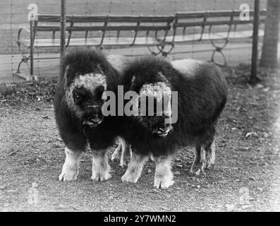 Deux bœufs musqués sur la côte est du Groenland par des baleiniers norvégiens . Ils sont les seuls boeufs musqués aux États-Unis au 1er décembre 1922 ©TopFoto Banque D'Images