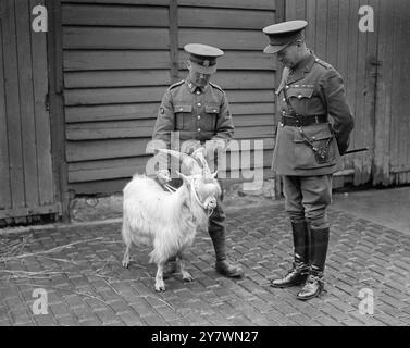 ' Taffy VI ' du troupeau royal de Windsor , prend ' le devoir ' comme mascotte régimentaire du 1er bataillon du Régiment gallois d'Aldershot , en cadeau du roi . Avec lui se trouve le lieutenant-colonel F H . Linton , DSC , commandant . 3 mai 1933 Banque D'Images