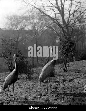 Grues à cou blanc dans le zoo , Angleterre ©TopFoto Banque D'Images