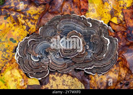 Gros plan du champignon de queue de dinde (Trametes versicolor) parmi les feuilles d'automne - Brevard, Caroline du Nord, États-Unis Banque D'Images