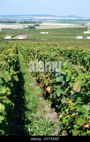 Travaux de récolte sur les vignobles de champagne premier cru en septembre près des villages Ludes en Val de Livre, Champange, France, bus et ouvriers Banque D'Images